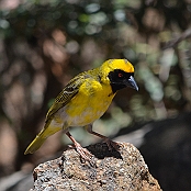 "Southern Masked-Weaver" Cango Cave, South Africa